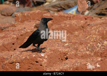 Indien Goa Nahaufnahme von einem einsamen gemeinsame Raven Corvus Corax auf dem Boden Stockfoto