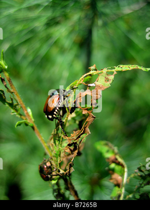 Japanische Käfer, Popillia Japonica zerstören ein Rosenblatt Stockfoto