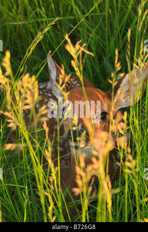 White Tail Fawn im Nest, Shenandoah-Nationalpark, Virginia, USA Stockfoto