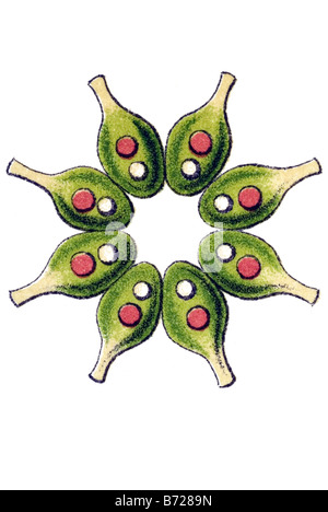 Melethallia / Gesellige Algetten, Fam Hydrodictyea / Hydrodictyaceae, Name Pediastrum, 4 / Pediastrum Octonum Stockfoto