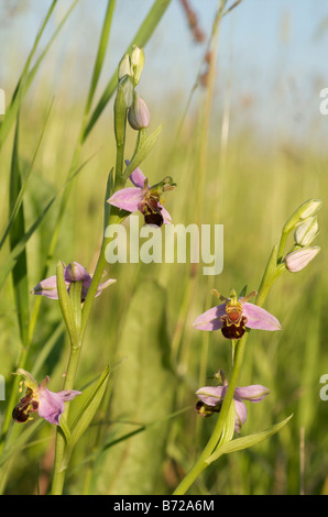 Unbestäubte Bienenorchideenblüte, mit intakter Pollinia, Kreidefläche, Cambridgeshire UK. Stockfoto