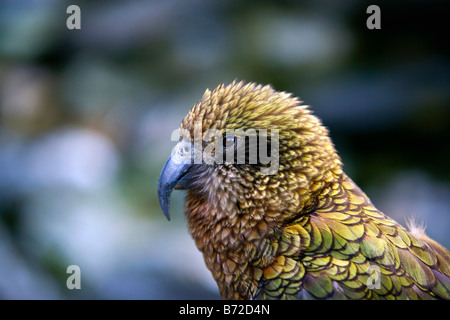 Neuseeland, Südinsel, Queenstown, Vogel der KEA, Nestor Notabilis. Stockfoto