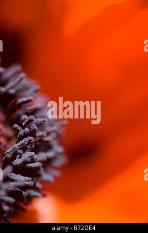 Abstraktes Bild von Mohn Blütenblätter einer roten Mohn. Stockfoto