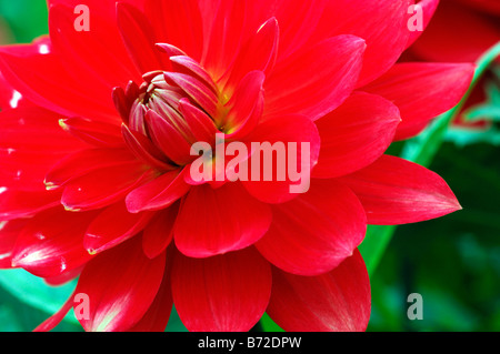 Dahlie 'Taratahi' Seerose rot blüht über einen langen Zeitraum Stockfoto