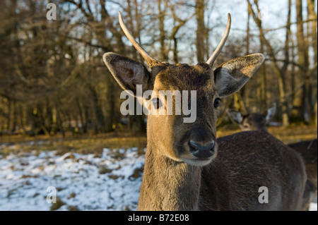 Damhirsch DAMA DAMA Reh Reh winter Winter Schnee kaltes Gesicht Nase Auge Rothirsch Cervus Nippon Elaphus OVIS AMMON MUSI Stockfoto