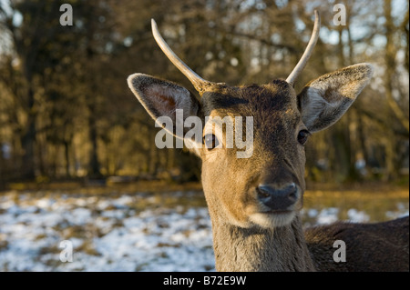 Damhirsch DAMA DAMA Reh Reh winter Winter Schnee kaltes Gesicht Nase Auge Rothirsch Cervus Nippon Elaphus OVIS AMMON MUSI Stockfoto