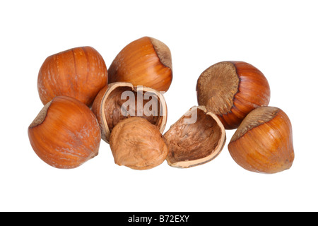 Nahaufnahme von Haselnüssen auf weißem Hintergrund ausschneiden Stockfoto