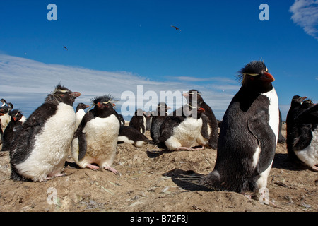 Rock-Trichter-Pinguin-Kolonie Pebble Island Falkland-Inseln Stockfoto