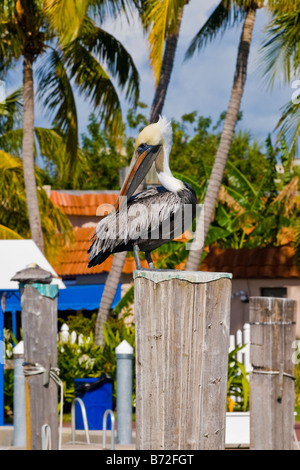 Florida West Palm Beach Sailfish Marina Brauner Pelikan, pelecanus occidentalis Aalen in der Sonne Stockfoto