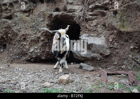 Eine gefesselte Ziege außerhalb der Höhle in die im Stall ist es in der Nähe von Arona-Teneriffa-Kanarische Inseln-Spanien Stockfoto