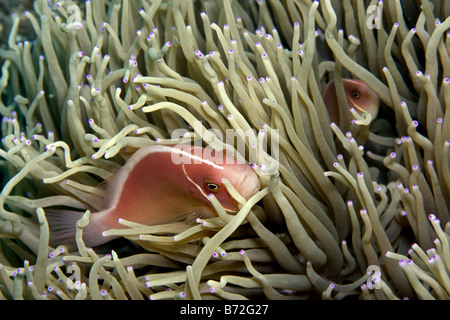 Rosa Anemonenfischen Amphiprion Perideraion schwimmen zwischen den Tentakeln der anemome Stockfoto