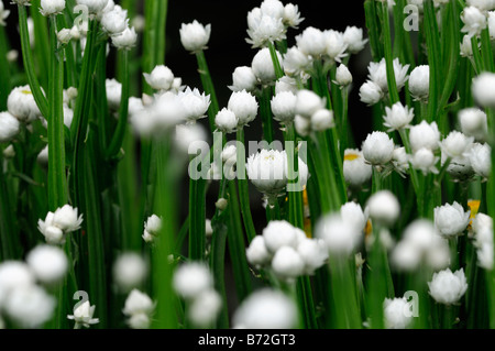 Ammobium Alatum "Bikini" geflügelte ewigen weißen und gelben kleinen runden dünnen schmalen Stiel Stiel Blütenstruktur Stockfoto