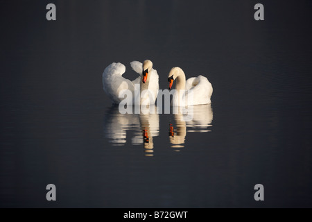 paar Höckerschwäne Cygnus Olor schwimmen an einem See im County down Nordirland Vereinigtes Königreich Stockfoto