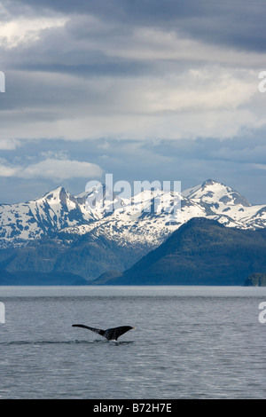 Buckelwal - Glacier Bay Nationalpark, Alaska Stockfoto