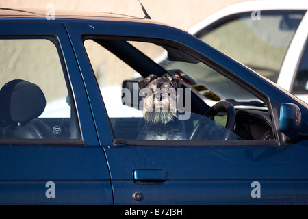 kleine Zwergschnauzer Hund sitzen aus einer geparkten Auto Fenster Grafschaft unten Nordirland Vereinigtes Königreich Stockfoto