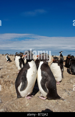 Rock-Trichter-Pinguin-Kolonie Pebble Island Falkland-Inseln Stockfoto