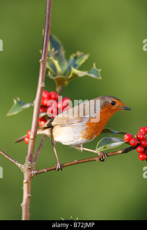 Erithacus Rubecula Robin hocken unter den Beeren der Stechpalme Stockfoto