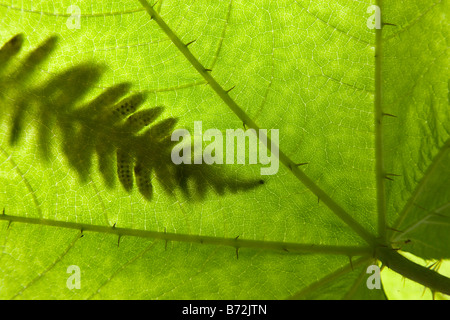 Schatten der Farn auf Devil's Club Blatt Kredit als Don Paulson Www Donpaulson com Stockfoto