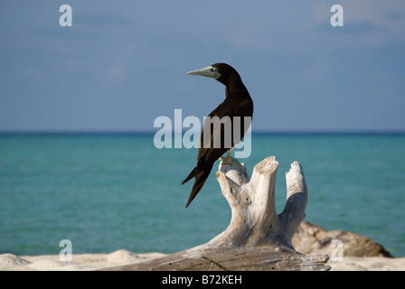 Ein braun-Sprengfallen (Sula Leucogaster) ruht auf Bird Island, Naturpark Tubbataha Reefs, Sulusee, Palawan, Philippinen Stockfoto