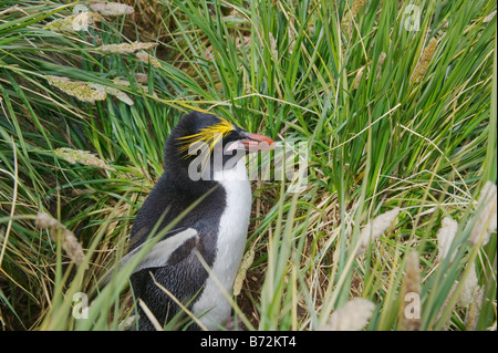 Makkaroni Pinguine (Eudyptes Chrysolophus) in den Rasen Cooper Bay South Georgia Antarktis Stockfoto