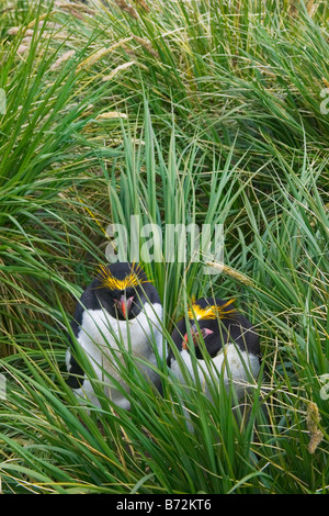 Makkaroni Pinguine (Eudyptes Chrysolophus) in den Rasen Cooper Bay South Georgia Antarktis Stockfoto