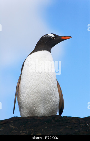 Gentoo Penguin (Pygoscelis Papua) thront auf einem Felsen Cooper Bay South Georgia Antarktis Stockfoto