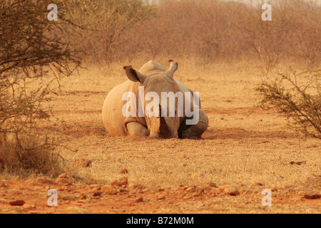 Ein Breitmaulnashorn Ceratotherium simum Stockfoto