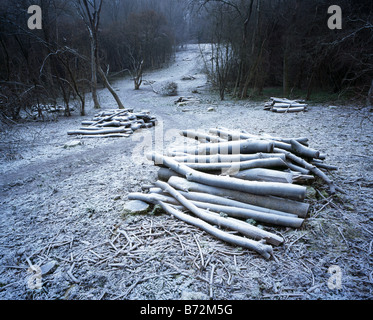 Frostigen Rundschnitt Wald Szene. Hängen Sie Holz, Woldingham, Kent, England, UK. Stockfoto