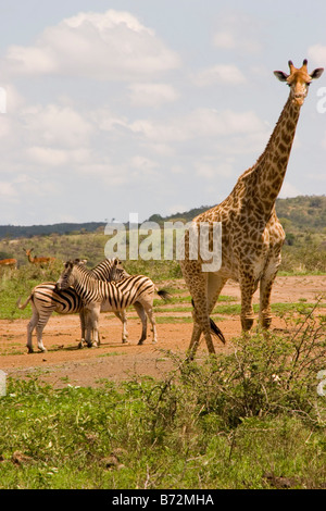 Eine neugierige Giraffe und zwei Zebra gesehen im Hluhluwe Imfolozi Park in KwaZulu-Natal, Südafrika. Stockfoto