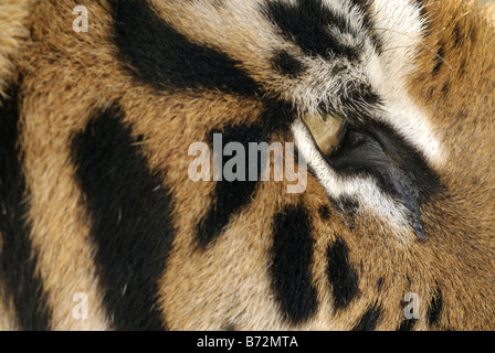 Eye of the Sumatran Tiger, Captive, Großbritannien Stockfoto