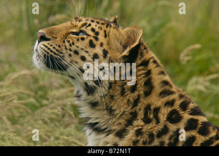 Captive subadulte Amur-Leopard [Panthera Pardus Orientalis] Stockfoto