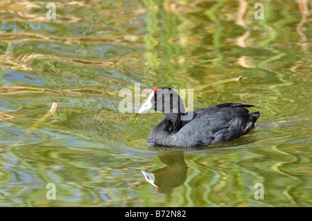 Rot genoppt Blässhuhn (Fulica Cristata) bei Rondevlei, Kapstadt Stockfoto