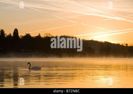 Kondensstreifen oder Kondensstreifen über einen Sonnenaufgang Himmel in der Nähe von Ambleside Cumbria UK mit einem Schwan am Lake Windermere im Vordergrund Stockfoto