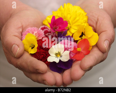 Essbare Blumen Stockfoto