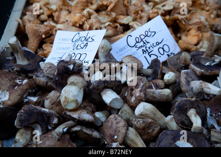 CEPES Pilze zum Verkauf an Borough Market London England. Stockfoto