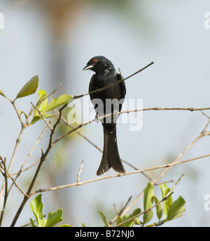 Gegabelte Tailed Drongo (Dicrurus adsimilis) Stockfoto