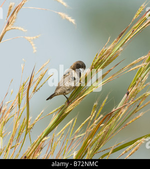 Bronze Mannikin (Lonchura cucullata), Gambia Stockfoto