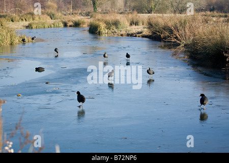 Eine kleine Gruppe von Coots (Fulica atra Linnaeus), die im Winter auf Eis stehen, Sussex, Großbritannien Stockfoto