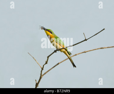 Kleine Biene-Esser (Merops percivali), Gambia Stockfoto