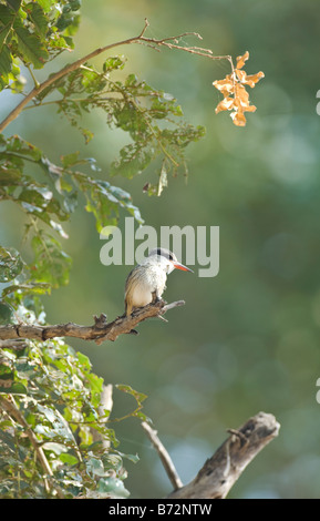 Gestreiftes Kingfisher Halcyon Chelicuti WILD Stockfoto