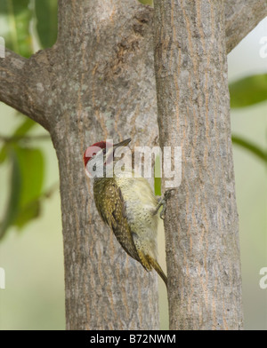 Feine Spotted Woodpecker Campethera Nivosa WILD Stockfoto