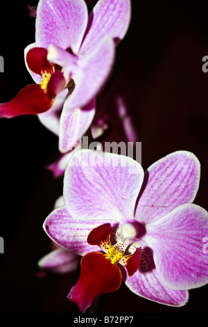 Orchidee blüht (Orchidaceae) Stockfoto
