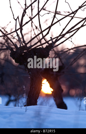 Schneebedeckte Weinreben, Sud-Touraine, Frankreich. Stockfoto