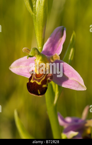 Unbestäubte Bienenorchideenblüte, mit intakter Pollinia, Kreidefläche, Cambridgeshire UK. Stockfoto