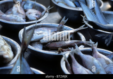Fisch in Zinn Schüsseln auf dem Display an Ridley Road market Stockfoto