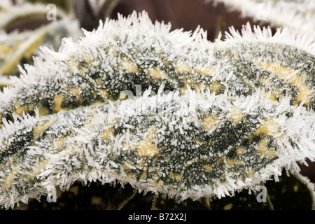 Strahlung Frost und Raureif auf eine Pflanze Blatt Birmingham England uk Stockfoto