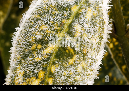 Strahlung Frost und Raureif auf eine Pflanze Blatt Birmingham England uk Stockfoto