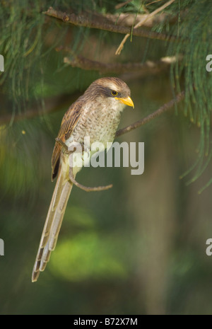 Gelbe abgerechnet Shrike Corvinella Corvina WILD Stockfoto