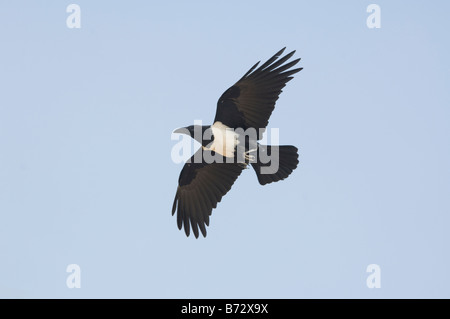 Pied Crow Corvus albus Stockfoto