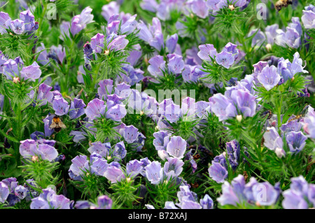 Echium Vulgare "Blue Bedder" Boraginaceae Viper Bugloss winterhart jährliche Blume Stockfoto